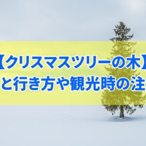 北海道・美瑛にある「クリスマスツリーの木」の魅力14個を徹底解説！行き方や観光時の注意点も