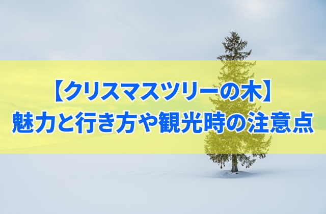 北海道・美瑛にある「クリスマスツリーの木」の魅力14個を徹底解説！行き方や観光時の注意点も